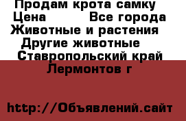 Продам крота самку › Цена ­ 200 - Все города Животные и растения » Другие животные   . Ставропольский край,Лермонтов г.